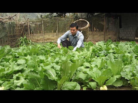 Do housework and farm work. Robert | Green forest life