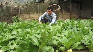 Do housework and farm work. Robert | Green forest life