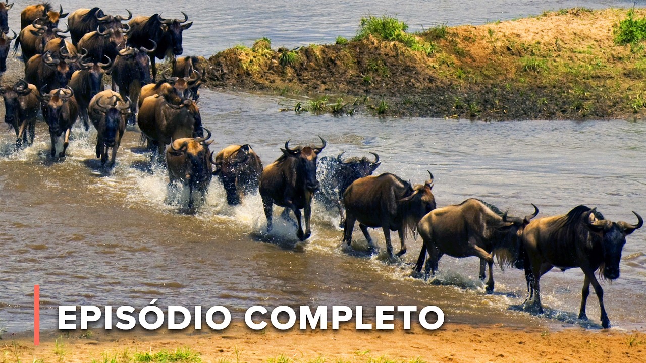 Emboscada de leões na travessia de gnus | Nômades do Serengeti 101