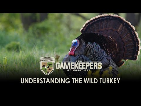 Understanding The Wild Turkey