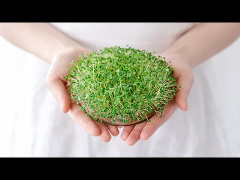 How to Grow Chia Sprouts (with Water Only)