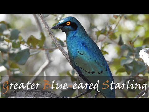 Liskavec modrouchý (Lamprotornis chalybaeus) — starostlivosť, voliéra a kŕmenie
