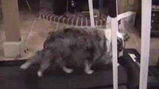 How the Lazy man walks his dog!