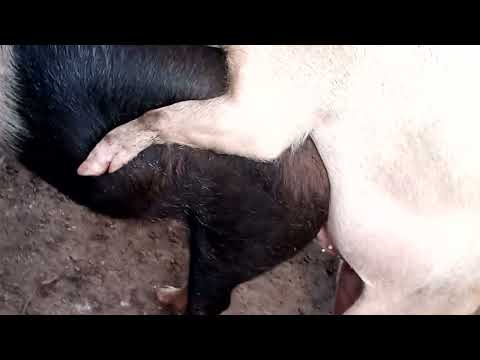 , title : 'Hampshire and large white pigs mating'