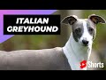 Italian Greyhound 🐶 One Of Laziest Dog Breeds In The World #shorts
