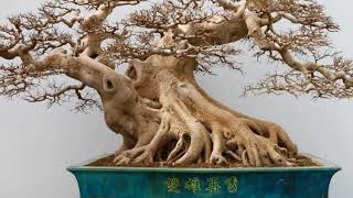 Download lagu BONSAI tree BEAUTIFUL made in CHINA part 10 mp3