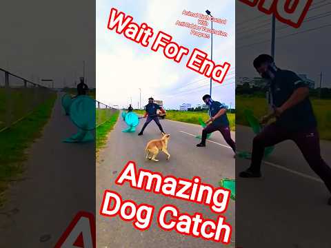Main Road Double Dog Catch #dog #streetdogrevival #ytviral #ytshortsindia #shorts
