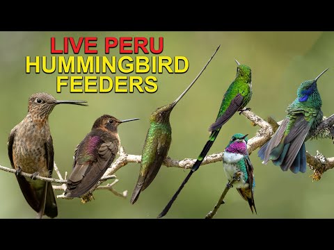 Live webcam view of Sword-billed Hummingbird Sanctuary Feeders