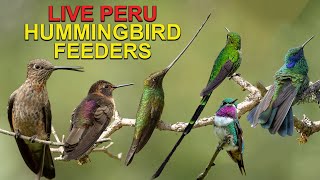 Live Hummingbird Cam in Peru: Giant Hummingbird, Sword-billed Hummingbird, Shining Sunbeam and More live webcam