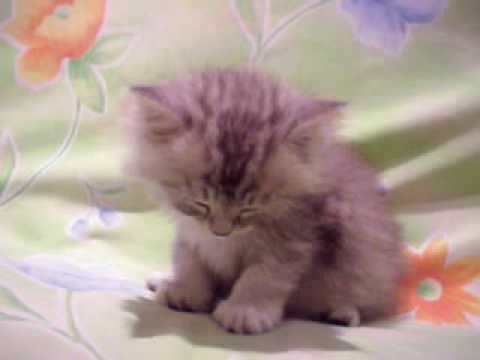 25508 VIDEO HIGH H264