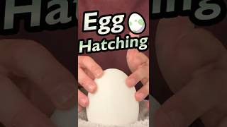 Hatching a Pokemon Egg #asmr #pokemon #shorts #asmrsounds #asmrvideos