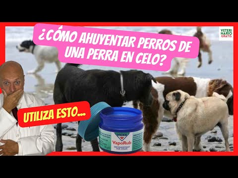 🔴 HOW TO REMAIN DOGS FROM A BITCH IN HETRY WITH VICKS VAPORUB? 🔴