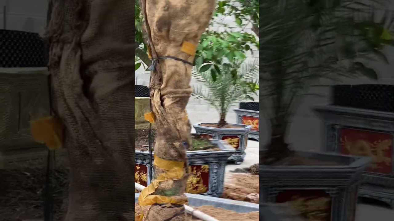 Đã hoàn thành 1vườn cây ăn trái cho a trai.