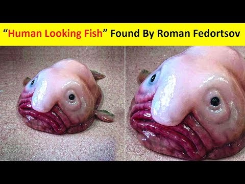Weird and Creepy Creatures People Found In The Deep Sea (By Roman Fedortsov) Video