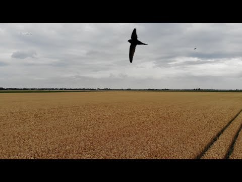 20180709 ~ Wheat Field With Swallows ~ Holland