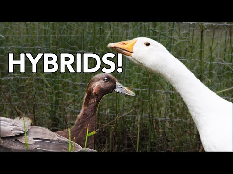 , title : 'All About Duck Goose Hybrids | Can a Duck or a Goose Make a Guck or a Doose?'