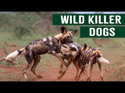 Killer Canines: Wild Deadly Dogs Of Africa