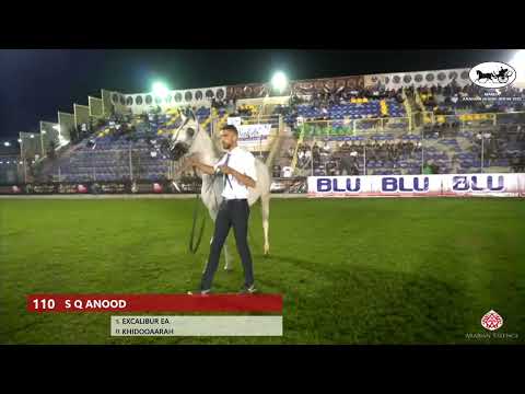 N 110 S Q ANOOD   Manda Arabian Horse Show   Fillies 3 Years Old section B Class 12