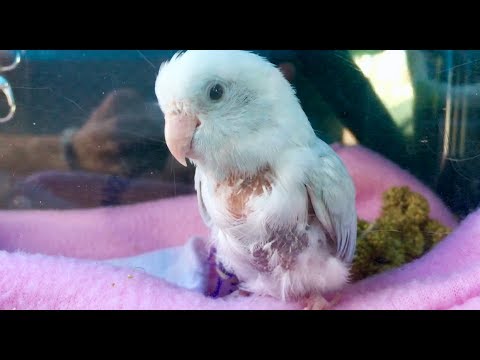 Jul 8/17 Smokey's Checkup - Extra Oxygen