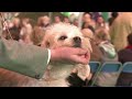 Dandie Dinmont Terrier - Dandie Dinmont Terrier - Best of Breed - Crufts 2014