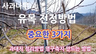 사과나무 유목 전정방법/중요한3가지/과대지 정리방법/영구측지 만드는 방법