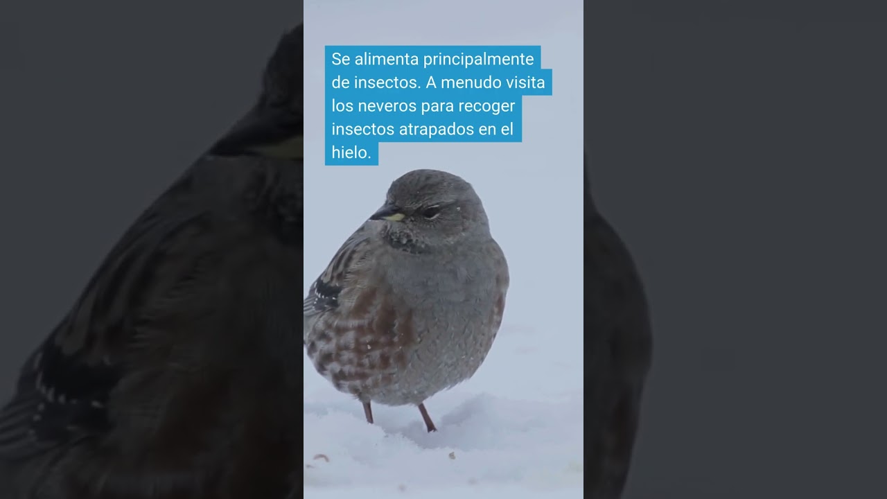 ¡Un pájaro alpinista!