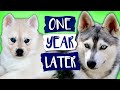 Alaskan Klee Kai Growing Up | Day 1 to 1 Year | Puppy Transformation | Mini Husky Grows Up
