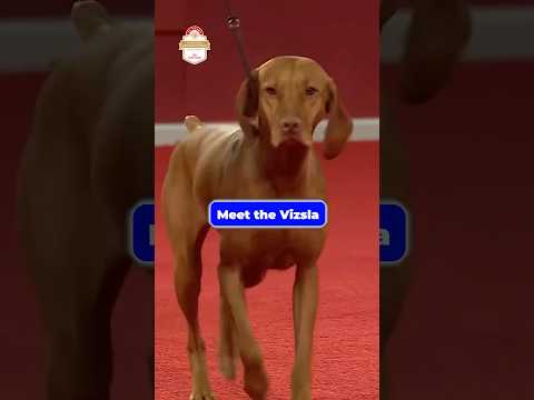 Vizsla breed video