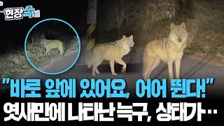 늑구 바로 앞에 있어요, 어어 뛴다! 겨우 찾았는데 또 또 놓쳤다…또 뚫린 포위망 이젠 어떻게? [현장쏙]/ 연합뉴스TV(YonhapnewsTV)