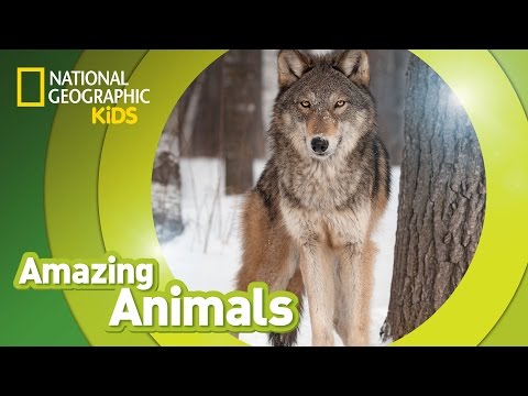 Gray Wolf 🐺 | Amazing Animals