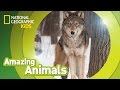 Gray Wolf 🐺 | Amazing Animals