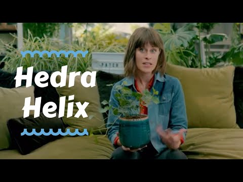 Hedra Helix - Top Outdoor Plants 🌿✨