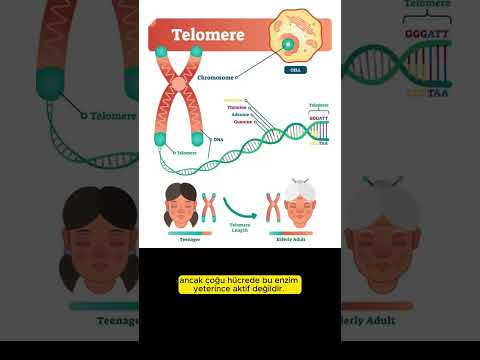 Telomer Nedir? Yaşlanmayla ilgisi nedir? Finiti - Dr William Amzallag