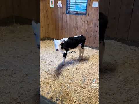 Zesty cow mooing - TikTok Archive