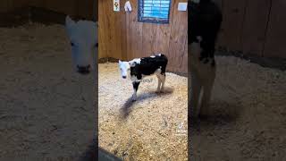 Zesty cow mooing - TikTok Archive