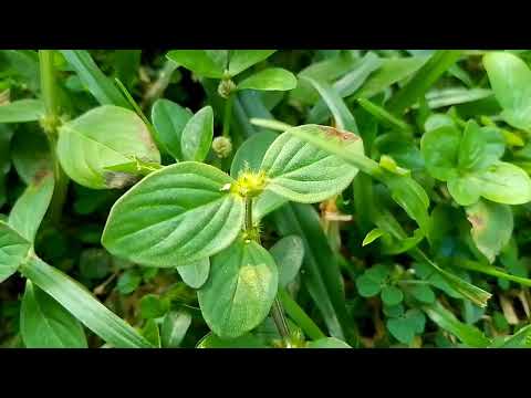 Natural view from my phone || beautiful natural view in my village