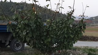 (체리재배 성공의길 브이로그) 콜트 Kgb 정리전정 2