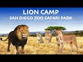 Uncaged Zoo Tours Lion Camp At The San Diego Zoo Safari Park Uncagedzootours