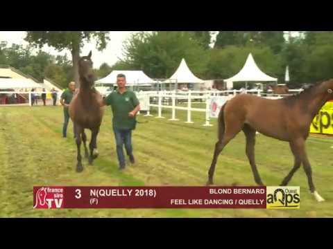Show AQPS Ouest 2018 : Lot 3 - N(QUELLY 2018)