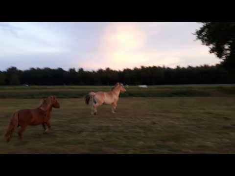 Jarvik (Karant x Enka v. Zortin) - 2