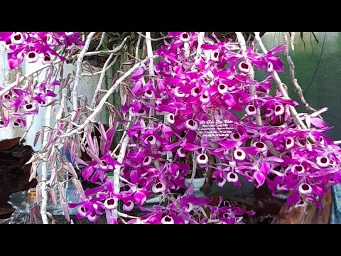 10/2/2022 Kèn Lai Châu đang nụ, mời ae sưu tầm ạ. Lh: 0945369299 Oanh Tp Lai Châu.