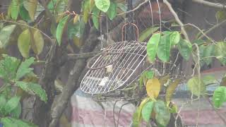 Hàng Sổng Lỗi Vẹo 1 Móng Hậu  Ae Bảo Tồn Nghe  Hót Thả Avi 076 Bốn Năm Không 29 28 Thiên Hương TNHP