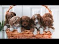 Mini Goldendoodle dogs for sale: Joy  - Video 1