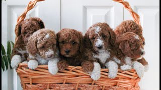 Video preview image #1 Goldendoodle (Miniature) Puppy For Sale in LANCASTER, PA, USA