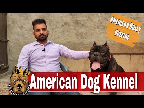 The American Bully Dog Kennel In Bathinda Punjab | American Dog Kennel | Top Quality American Bully
