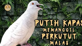 Download lagu SUARA PERKUTUT PUTIH KAPAS MEMANGGIL PERKUTUT MALAS ‼️ mp3