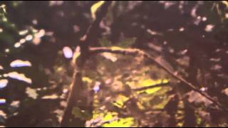 Alcest - Les voyages de l'âme (Official video)