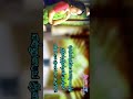 Vanmathiye Oh Vanmaithe Whats App Full Screen Status