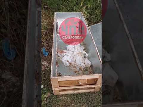, title : 'Гроб от «груза 200» обнаружили в лесополосе Минераловодского округа местные жители'
