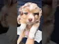 Australian Shepherd dogs for sale: Precious  - Video 1